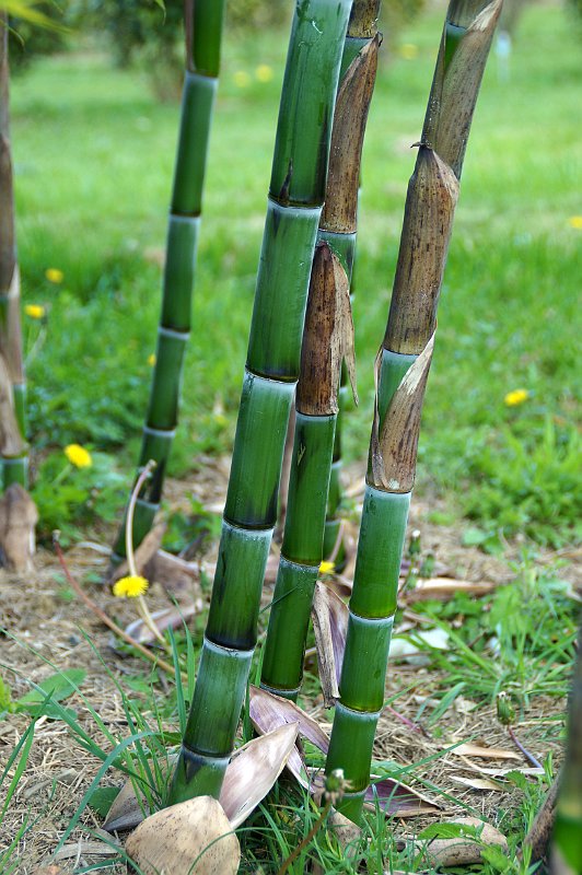 Phyllostachys praecox Violascens 2